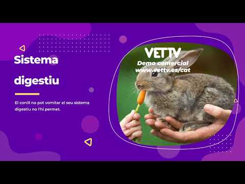 VetTV presenta: Curiositats sobre els conills