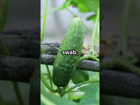 1 Secret Tip for Endless Cucumbers! š§ļøš„ #gardeningshorts #cocumber #growcucumbers #cucumber