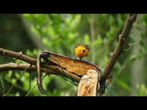 8K Mount Rainier Summer Wildflowers   Relaxation Video   10 bit Color 120fps