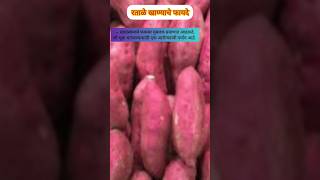 Download lagu रताळे खाण्याचे आरोग्यदायी फायदे | benefits of sweet potatoes #shortsfeed #shorts #shortsvideo #food mp3