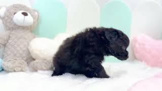 ハーフ犬の動画01