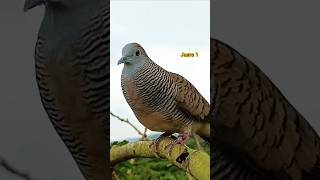 Download lagu Attracting Local Turtle Doves to the Pacingan Championship mp3 Download lagu Attracting Local Turtle Doves to the Pacingan Championship mp3