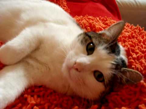 cat malena kočka punik 5