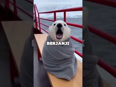Induk Beruang Kutub Melakukan Hal yang Tak Terduga untuk Menyelamatkan Anaknya #shortsvideo