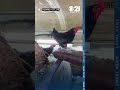 Bestiality Bus 4 Animals Euthanized Suspect Accused Of Filming Acts With Pony Showing To Minors