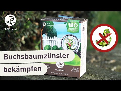 Buchsbaumzünsler bekämpfen: Die richtige Anwendung von Zünslerfrei XenTari