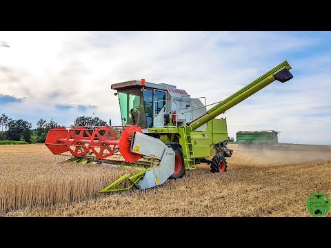 Weizen dreschen 2019 mit Claas Dominator 150 Hydro Drive und Claas C 420 |  Getreideernte 2019