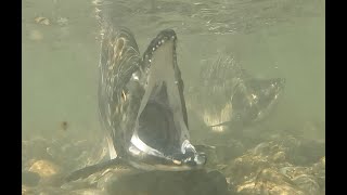 B) Pink salmon spawning in the Sultan River, Sept 19, 2025