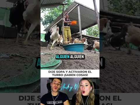 Les pedí un voluntario para la sopa y mis gallinas entendieron TODO 😂🐔 #humor #animales #granja