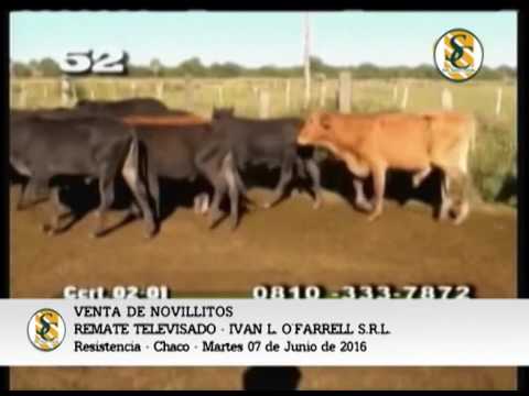 07-06-16 - VENTA DE NOVILLITOS - REMATE TELEVISADO IVAN L. O FARRELL - RESISTENCIA, CHACO