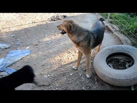 Duke - Dexter - Ivana