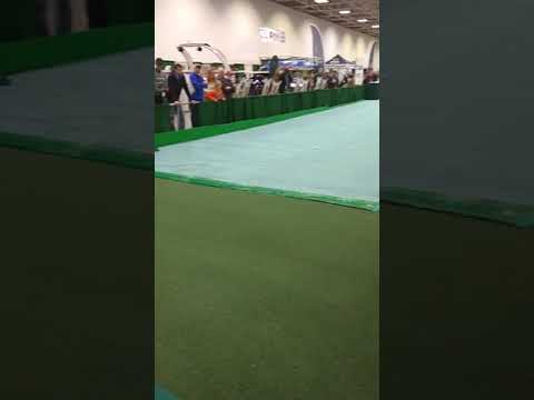 download lagu mp3 mp4 Golf Show Minneapolis, download lagu Golf Show Minneapolis gratis, unduh video klip Golf Show Minneapolis