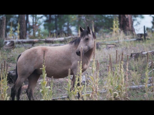 Video Pronunciation of Heber in English Video Pronunciation of Heber in English