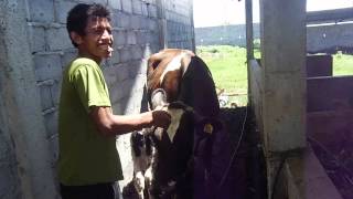 preview picture of video 'Sapi pun butuh kelembutan - video peternak sapi maju makmur krajan'