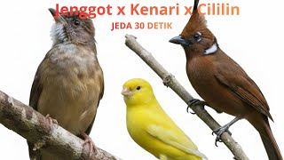 Download lagu MASTERAN MURAI BATU || CILILIN X JENGGOT X KENARI || JEDA 30 DETIK mp3