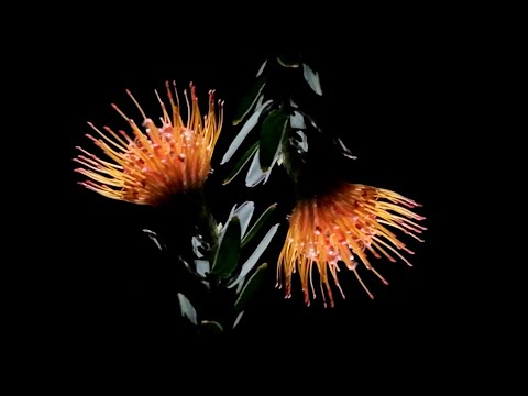 Dive Index - Wish I Had a Pulse (Tiny Mile Remix) ft. Natalie Walker - Official Video