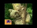 Noggin Critter Corner Mom Koala