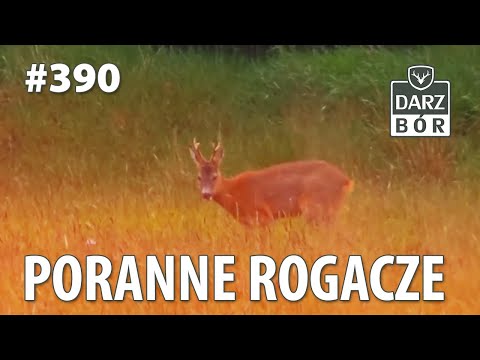 Darz Bór odc 390  -Poranne rogacze. Morning Roebuck.