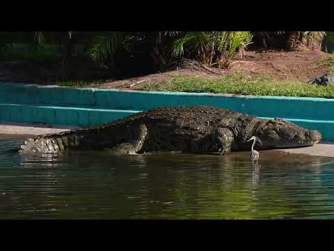 Giant 16-foot Nile Crocodile climbing out of the water  #gatorland #crocodile