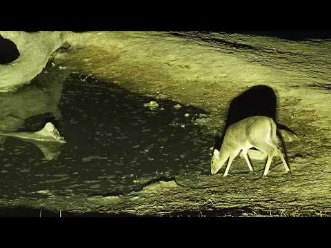 Djuma: Duiker female going for drink now that Hippos left - 05:03 -  09/10/19