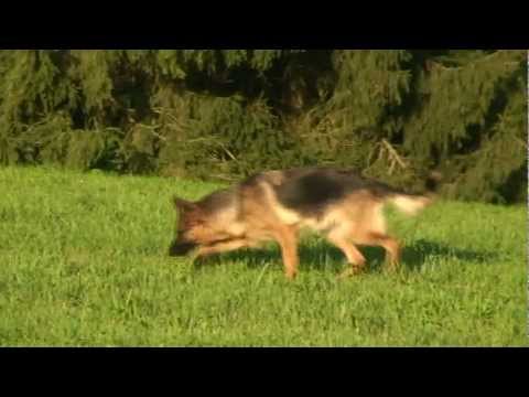 German shepherd Zarina fom Irin Hof in Bad Boll HD