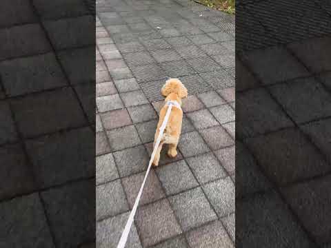 経営学科 小雨が上がってすぐに散歩に飛び出すトイプードル11ヶ月　 #toypoodle #トイプードル #puppy