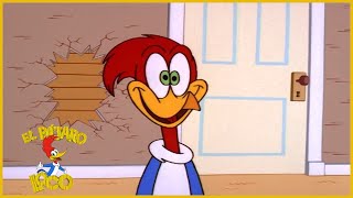 El Pajaro Loco Episodio Completo | Vacaciones falsas | Dibujos Animados | Caricaturas El Pajaro Loco Episodio Completo | Vacaciones falsas | Dibujos Animados | Caricaturas