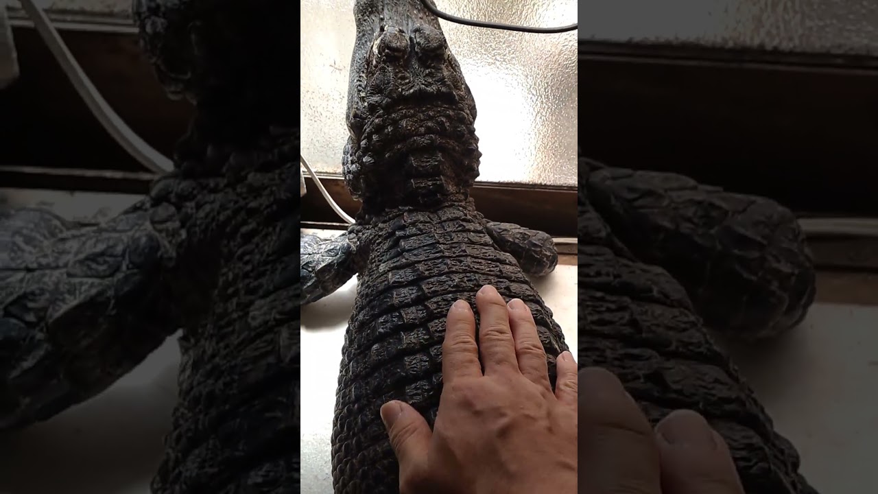 お腹いっぱい食べて日光浴してる天天🐊