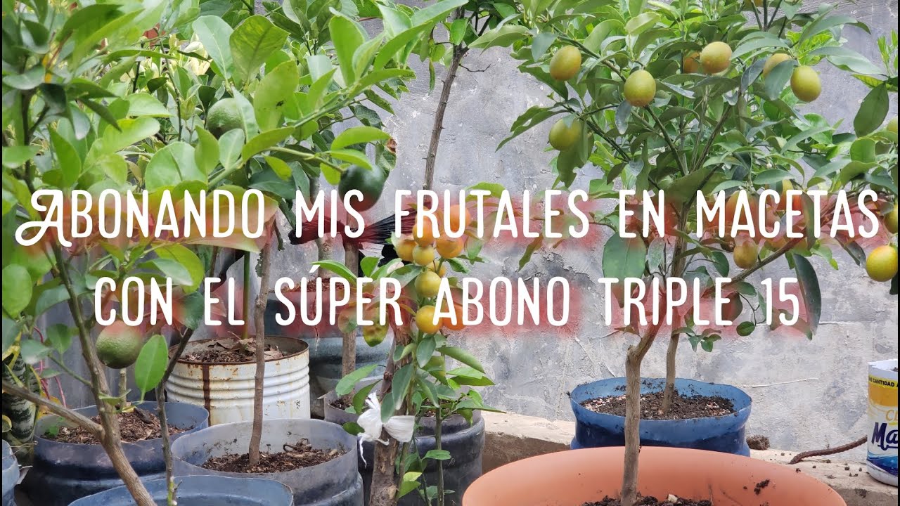 Watch Como abonar plantas frutales en macetas con el super abono triple 15 Now Como abonar plantas frutales en macetas con el super abono triple 15
