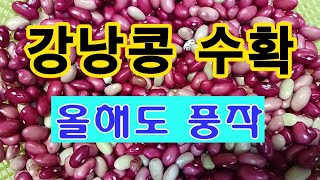 [텃밭농부. 1,119]  강낭콩 수확. 올해도 강낭콩은 풍작 #강낭콩재배