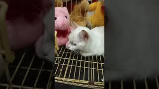 Download lagu Kost Cimeng Bau Kemenyan #cat #animals mp3