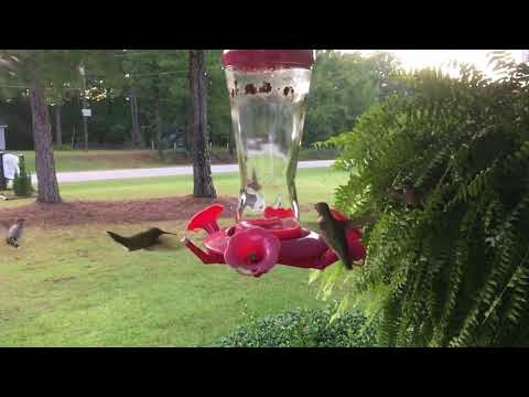 HUMMINGBIRD Frenzy in Slo-Mo