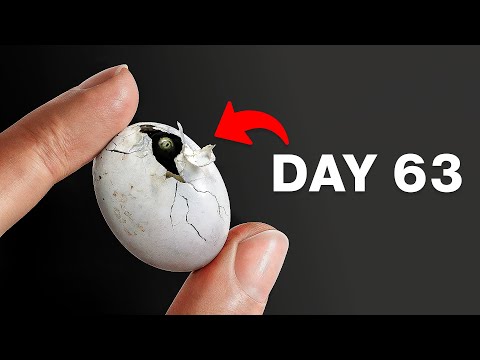 I Hatched a Mystery Reptile Egg...