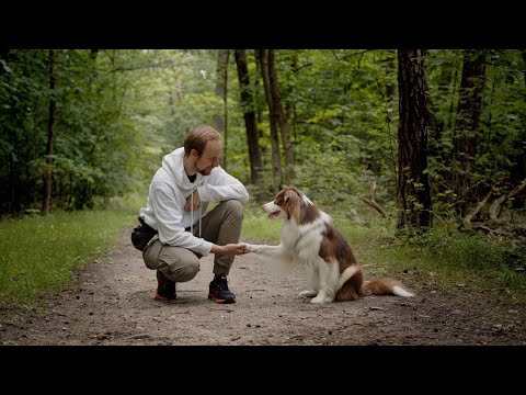 Różne oblicza STRACHU - czyli techniki pracy z psem lękowym