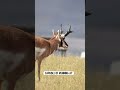 Fastest Pronghorn Antelopes #shorts
