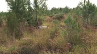 Brevet Internationale de Chasse Pratique (BICP)