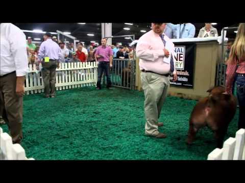2015 STC World Record Selling Duroc Gilt