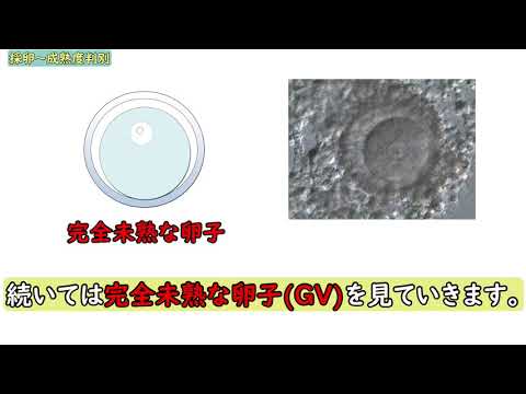 園芸 体外培養技術