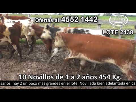 Lote 10 Novillos 1 a 2 años 9 HO y 1 NO c/  HE. 454kg -  en Egaña - a 15 km de Rodó