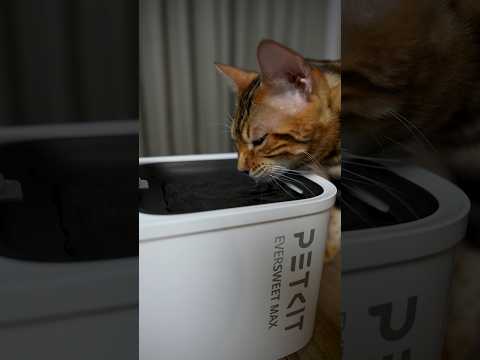 Leonun Su Qabı 😺 #harunmemmedov #shorts