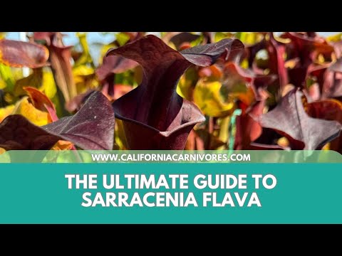The Ultimate Guide to Sarracenia flava