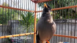 Download lagu Suara Jalak Kebo Full isian Bikin Jalak Malas Bunyi Cepat Buka Suara - Masteran Jalak gacor Eps 141 mp3 Download lagu Suara Jalak Kebo Full isian Bikin Jalak Malas Bunyi Cepat Buka Suara - Masteran Jalak gacor Eps 141 mp3