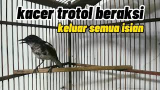 Download lagu kacer trotol gacor  beraksi //keluar semua isian mp3