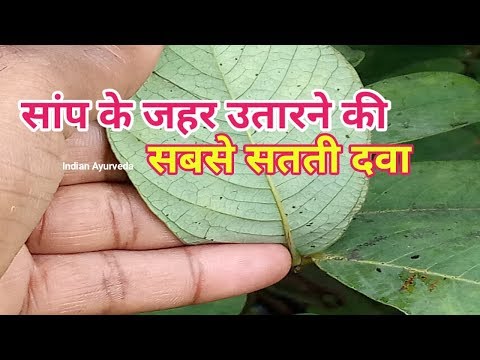 कसौंदी  के औषधीय गुण/senna occidentalis uses indian ayurveda channel/कासमर्द के फायदे Video