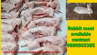 Rabbit Meat Export in Pune #28