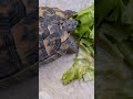 How Do Turtles Live So Long Fun Science For Kids About Turtle Lifespan