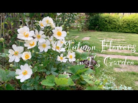 ケシの青い花、一年草、栽培が簡単、庭を育てる