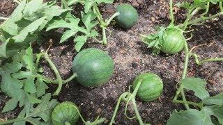 How To Prune Watermelon Plants