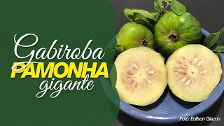 Miniatura do vídeo