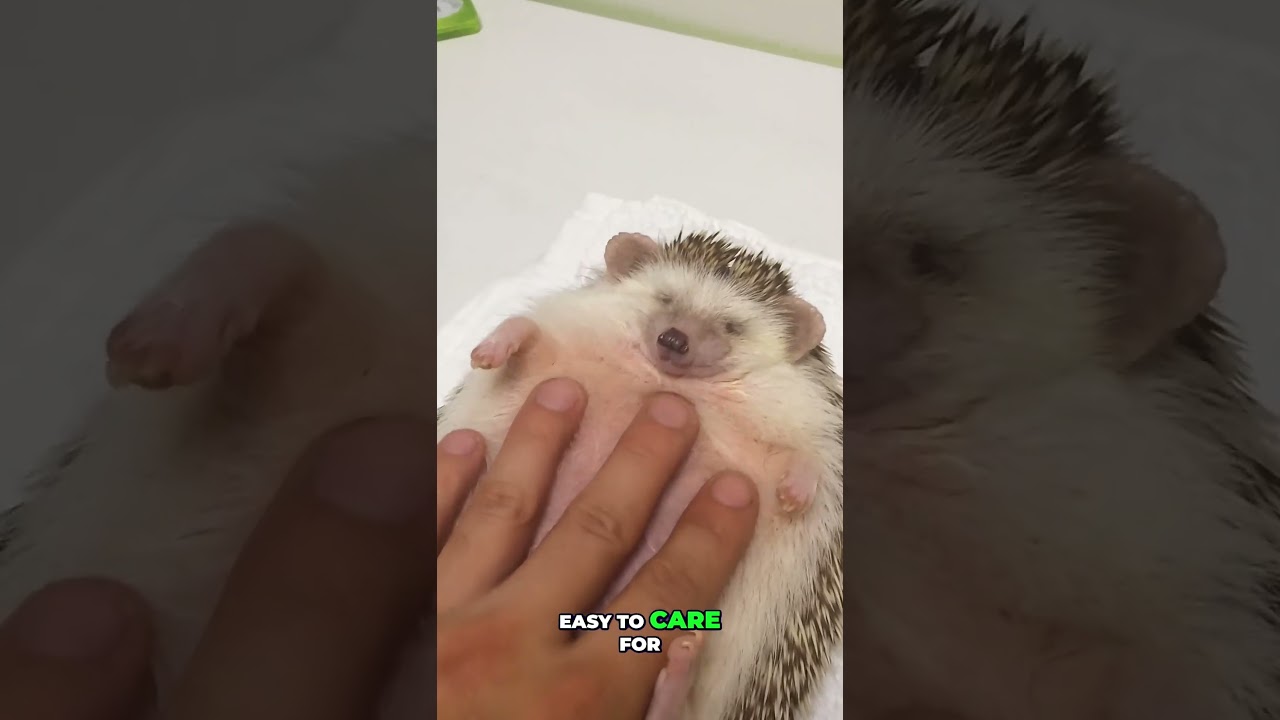 Exotic Pets You Can Actually Keep at Home